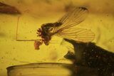 Fossil Fly (Diptera) And Beetle (Coleoptera) In Baltic Amber #109466-2